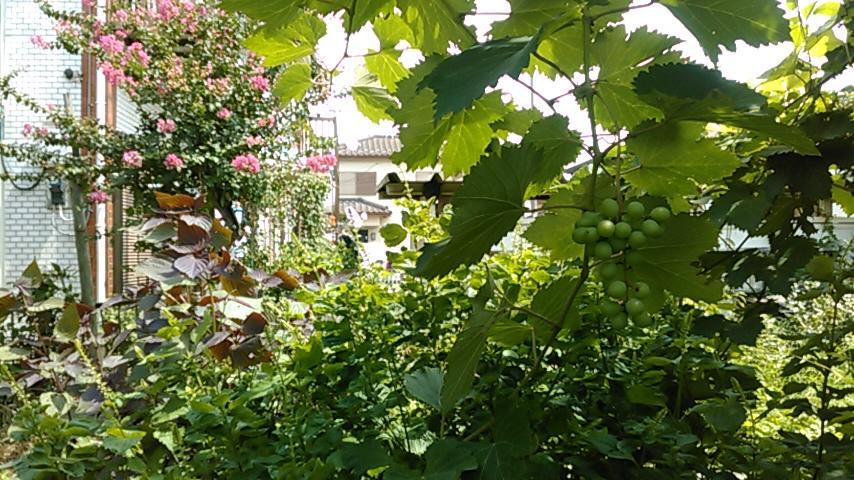 "Cherry House" Is Direct To Narita,Haneda Ap, Disney, Asakusa, Skytree Tower, Tokyo Matsudo Exterior foto